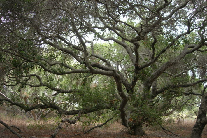 Photo by Joe Decruyenaere